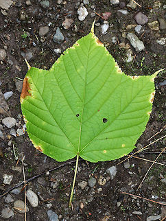 Striped Maple - Acer pensylvanicum Striped maple is named for the conspicuous vertical white stripes that traverse its greenish bark. It's also called goosefoot maple for its broad, three-pronged leaves, which turn pale golden in the autumn. These were late to turn this year though, and the leaves were still green when I spotted this tree in mid-October.

Habitat: Growing in a mixed forest bordering a swamp.
https://www.jungledragon.com/image/68207/striped_maple_-_acer_pensylvanicum.html
https://www.jungledragon.com/image/68209/striped_maple_-_acer_pensylvanicum.html Acer pensylvanicum,Fall,Geotagged,United States,acer,goosefoot maple,maple,striped maple