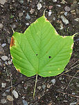 Striped Maple - Acer pensylvanicum Striped maple is named for the conspicuous vertical white stripes that traverse its greenish bark. It's also called goosefoot maple for its broad, three-pronged leaves, which turn pale golden in the autumn. These were late to turn this year though, and the leaves were still green when I spotted this tree in mid-October.<br />
<br />
Habitat: Growing in a mixed forest bordering a swamp.<br />
https://www.jungledragon.com/image/68207/striped_maple_-_acer_pensylvanicum.html<br />
https://www.jungledragon.com/image/68209/striped_maple_-_acer_pensylvanicum.html Acer pensylvanicum,Fall,Geotagged,United States,acer,goosefoot maple,maple,striped maple