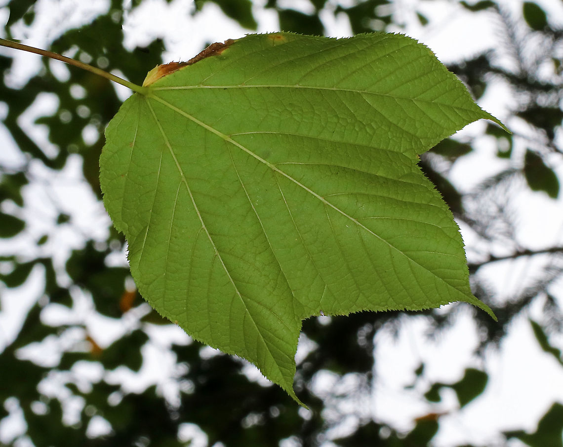 Striped Maple - Acer pensylvanicum Striped maple is named for the conspicuous vertical white stripes that traverse its greenish bark. It&#039;s also called goosefoot maple for its broad, three-pronged leaves, which turn pale golden in the autumn. These were late to turn this year though, and the leaves were still green when I spotted this tree in mid-October.<br />
<br />
Habitat: Growing in a mixed forest bordering a swamp.<br />
<figure class="photo"><a href="https://www.jungledragon.com/image/68207/striped_maple_-_acer_pensylvanicum.html" title="Striped Maple - Acer pensylvanicum"><img src="https://s3.amazonaws.com/media.jungledragon.com/images/3232/68207_thumb.jpg?AWSAccessKeyId=05GMT0V3GWVNE7GGM1R2&Expires=1759968010&Signature=ALSbF71VhueagwDRMak7bLoSnwE%3D" width="102" height="152" alt="Striped Maple - Acer pensylvanicum Striped maple is named for the conspicuous vertical white stripes that traverse its greenish bark. It&#039;s also called goosefoot maple for its broad, three-pronged leaves, which turn pale golden in the autumn.  These were late to turn this year though, and the leaves were still green when I spotted this tree in mid-October.<br />
<br />
Habitat: Growing in a mixed forest bordering a swamp.<br />
<br />
https://www.jungledragon.com/image/68209/striped_maple_-_acer_pensylvanicum.html<br />
https://www.jungledragon.com/image/68208/striped_maple_-_acer_pensylvanicum.html Acer pensylvanicum,Fall,Geotagged,United States,acer,goosefoot maple,maple,striped maple" /></a></figure><br />
<figure class="photo"><a href="https://www.jungledragon.com/image/68208/striped_maple_-_acer_pensylvanicum.html" title="Striped Maple - Acer pensylvanicum"><img src="https://s3.amazonaws.com/media.jungledragon.com/images/3232/68208_thumb.jpg?AWSAccessKeyId=05GMT0V3GWVNE7GGM1R2&Expires=1759968010&Signature=%2BYRxCiEahhcj0i%2BslHMQ832FitA%3D" width="116" height="152" alt="Striped Maple - Acer pensylvanicum Striped maple is named for the conspicuous vertical white stripes that traverse its greenish bark. It&#039;s also called goosefoot maple for its broad, three-pronged leaves, which turn pale golden in the autumn. These were late to turn this year though, and the leaves were still green when I spotted this tree in mid-October.<br />
<br />
Habitat: Growing in a mixed forest bordering a swamp.<br />
https://www.jungledragon.com/image/68207/striped_maple_-_acer_pensylvanicum.html<br />
https://www.jungledragon.com/image/68209/striped_maple_-_acer_pensylvanicum.html Acer pensylvanicum,Fall,Geotagged,United States,acer,goosefoot maple,maple,striped maple" /></a></figure> Acer pensylvanicum,Fall,Geotagged,Striped Maple,United States,acer,maple