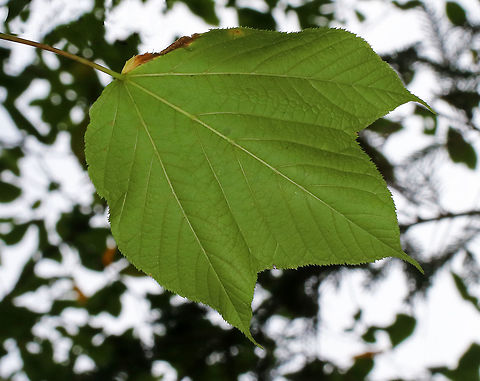 Striped Maple - Acer pensylvanicum Striped maple is named for the conspicuous vertical white stripes that traverse its greenish bark. It's also called goosefoot maple for its broad, three-pronged leaves, which turn pale golden in the autumn. These were late to turn this year though, and the leaves were still green when I spotted this tree in mid-October.

Habitat: Growing in a mixed forest bordering a swamp.
https://www.jungledragon.com/image/68207/striped_maple_-_acer_pensylvanicum.html
https://www.jungledragon.com/image/68208/striped_maple_-_acer_pensylvanicum.html Acer pensylvanicum,Fall,Geotagged,Striped Maple,United States,acer,maple