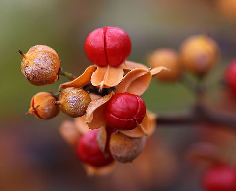 American Bittersweet - Celastrus scandens These fruits are poisonous to humans when ingested, but are favorites of birds.

Habitat: Growing in a grassy area next to a pond.
https://www.jungledragon.com/image/68211/american_bittersweet_-_celastrus_scandens.html American Bittersweet,Celastrus,Celastrus scandens,Fall,Geotagged,United States,bittersweet