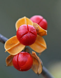 American Bittersweet - Celastrus scandens These fruits are poisonous to humans when ingested, but are favorites of birds.

Habitat: Growing in a grassy area next to a pond.
https://www.jungledragon.com/image/68210/american_bittersweet_-_celastrus_scandens.html American Bittersweet,Celastrus scandens,Fall,Geotagged,United States