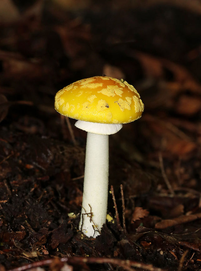 American Yellow Dust Amanita - Amanita flavoconia Convex yellow-orange cap with scattered warts. White gills and pale yellow, rough stem with a slightly enlarged base.<br />
<br />
Habitat: Growing on the ground in a mixed forest. Amanita flavoconia,Geotagged,Summer,United States,Yellow-dust Amanita,amanita,mushroom