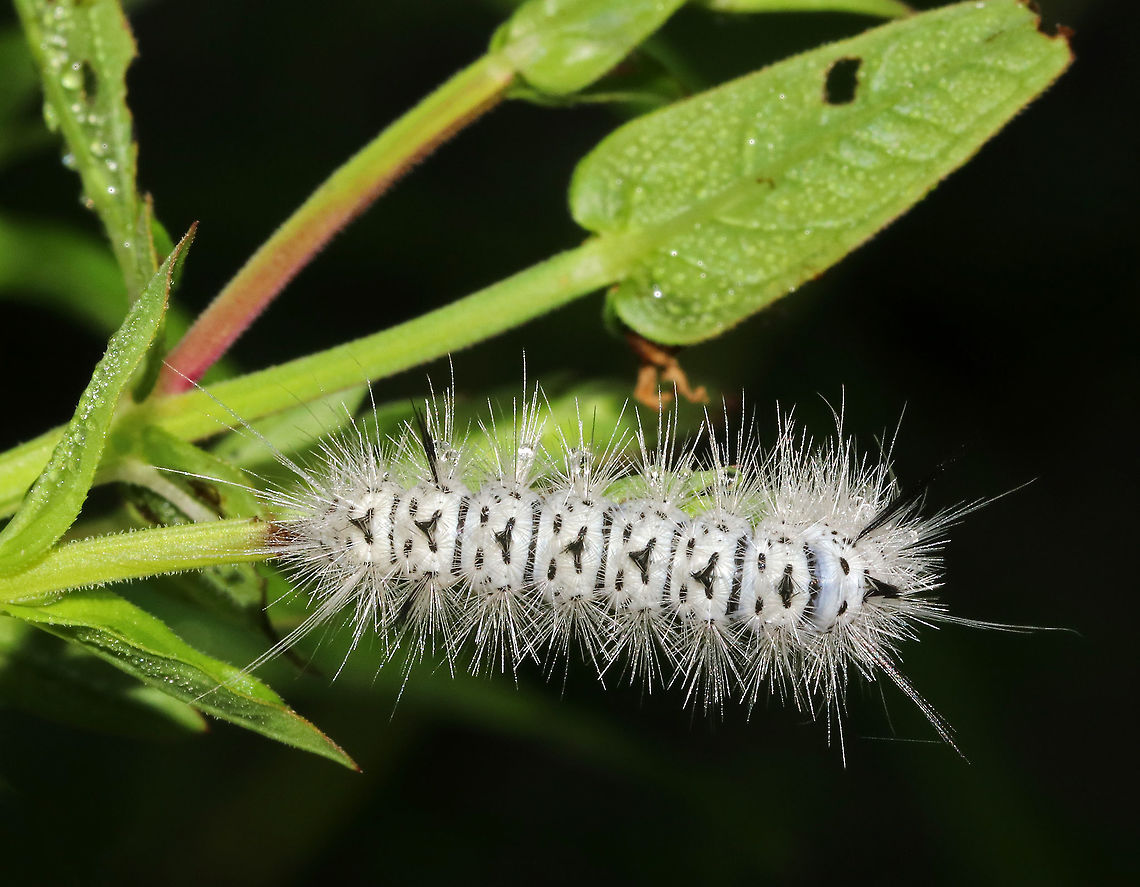 Hickory Tussock Moth Caterpillar - Lophocampa caryae Caterpillar that is completely covered in black and white setae. They have black tufts along the middle of their dorsal surface, and four long black hairs (two at the front and two at the back). The longer bristles on the Hickory Tussock Caterpillar are barbed, urticating hairs that contain irritating secretions. Urticating = HURTicating.<br />
<br />
Habitat: Mixed forest Geotagged,Hickory tussock moth,Lophocampa caryae,Summer,United States,caterpillar