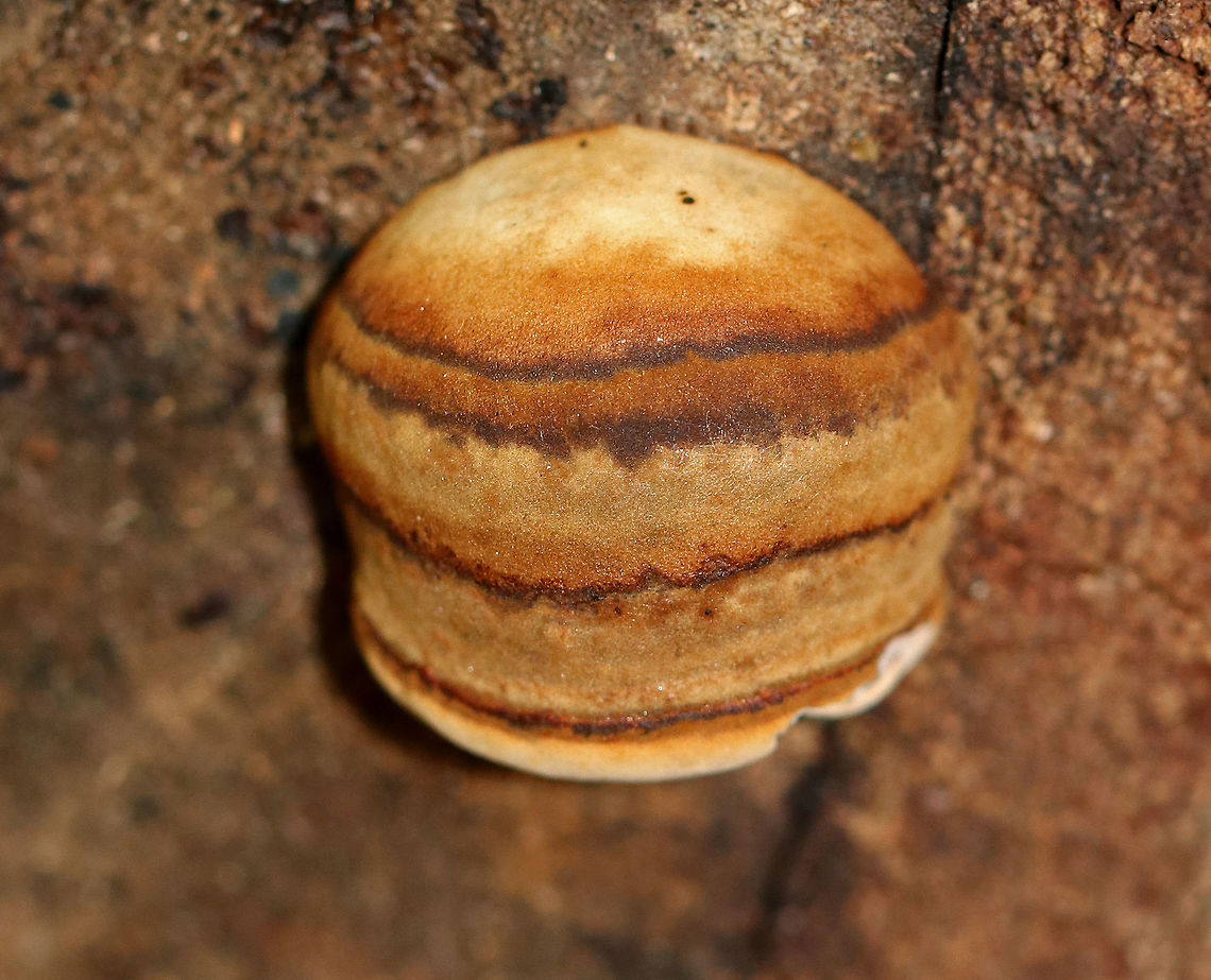 Fomes excavatus I *think* this is Fomes excavatus, but am not sure. It was tiny - no more than 2 cm tall.<br />
<br />
Habitat: It was growing on cut, rotting birch.<br />
<figure class="photo"><a href="https://www.jungledragon.com/image/68245/fomes_excavatus.html" title="Fomes excavatus"><img src="https://s3.amazonaws.com/media.jungledragon.com/images/3232/68245_thumb.jpg?AWSAccessKeyId=05GMT0V3GWVNE7GGM1R2&Expires=1769040010&Signature=UeAV%2FO%2B26eoxDVlkeuH2mnmH00k%3D" width="102" height="152" alt="Fomes excavatus I *think* this is Fomes excavatus, but am not sure. It was tiny - no more than 2 cm tall.<br />
<br />
Habitat: It was growing on cut, rotting birch.<br />
https://www.jungledragon.com/image/68244/fomes_fomentarius.html<br />
https://www.jungledragon.com/image/68243/fomes_fomentarius.html<br />
https://www.jungledragon.com/image/68242/fomes_fomentarius.html Fall,Fomes excavatus,Fomes fomentarius,Geotagged,United States,fomes,fomes excavatus,fungus,mushroom" /></a></figure><br />
<figure class="photo"><a href="https://www.jungledragon.com/image/68244/fomes_excavatus.html" title="Fomes excavatus"><img src="https://s3.amazonaws.com/media.jungledragon.com/images/3232/68244_thumb.jpg?AWSAccessKeyId=05GMT0V3GWVNE7GGM1R2&Expires=1769040010&Signature=lXHwqIqgjxi9RkbKrEqxJqIJIk0%3D" width="122" height="152" alt="Fomes excavatus I *think* this is Fomes excavatus, but am not sure. It was tiny - no more than 2 cm tall.<br />
<br />
Habitat: It was growing on cut, rotting birch.<br />
https://www.jungledragon.com/image/68245/fomes_fomentarius.html<br />
https://www.jungledragon.com/image/68243/fomes_fomentarius.html<br />
https://www.jungledragon.com/image/68242/fomes_fomentarius.html Fall,Fomes excavatus,Fomes fomentarius,Geotagged,United States,fomes,fomes excavatus,fungus,mushroom" /></a></figure><br />
<figure class="photo"><a href="https://www.jungledragon.com/image/68243/fomes_excavatus.html" title="Fomes excavatus"><img src="https://s3.amazonaws.com/media.jungledragon.com/images/3232/68243_thumb.jpg?AWSAccessKeyId=05GMT0V3GWVNE7GGM1R2&Expires=1769040010&Signature=mRNhD6wrkZtq2XwDkCkHQyZEKR8%3D" width="200" height="140" alt="Fomes excavatus I *think* this is Fomes excavatus, but am not sure. It was tiny - no more than 2 cm tall.<br />
<br />
Habitat: It was growing on cut, rotting birch.<br />
https://www.jungledragon.com/image/68245/fomes_fomentarius.html<br />
https://www.jungledragon.com/image/68242/fomes_fomentarius.html<br />
https://www.jungledragon.com/image/68244/fomes_fomentarius.html Fall,Fomes excavatus,Fomes fomentarius,Geotagged,United States,fomes,fomes excavatus,fungus,mushroom" /></a></figure> Fall,Fomes excavatus,Fomes fomentarius,Geotagged,United States,fomes,fungus,mushroom