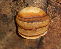 Fomes excavatus I *think* this is Fomes excavatus, but am not sure. It was tiny - no more than 2 cm tall.<br />
<br />
Habitat: It was growing on cut, rotting birch.<br />
https://www.jungledragon.com/image/68245/fomes_fomentarius.html<br />
https://www.jungledragon.com/image/68244/fomes_fomentarius.html<br />
https://www.jungledragon.com/image/68243/fomes_fomentarius.html Fall,Fomes excavatus,Fomes fomentarius,Geotagged,United States,fomes,fungus,mushroom