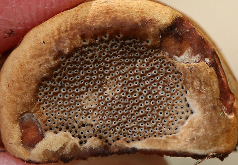 Fomes excavatus I *think* this is Fomes excavatus, but am not sure. It was tiny - no more than 2 cm tall.

Habitat: It was growing on cut, rotting birch.
https://www.jungledragon.com/image/68245/fomes_fomentarius.html
https://www.jungledragon.com/image/68242/fomes_fomentarius.html
https://www.jungledragon.com/image/68244/fomes_fomentarius.html Fall,Fomes excavatus,Fomes fomentarius,Geotagged,United States,fomes,fomes excavatus,fungus,mushroom