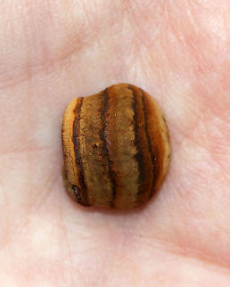 Fomes excavatus I *think* this is Fomes excavatus, but am not sure. It was tiny - no more than 2 cm tall.

Habitat: It was growing on cut, rotting birch.
https://www.jungledragon.com/image/68245/fomes_fomentarius.html
https://www.jungledragon.com/image/68243/fomes_fomentarius.html
https://www.jungledragon.com/image/68242/fomes_fomentarius.html Fall,Fomes excavatus,Fomes fomentarius,Geotagged,United States,fomes,fomes excavatus,fungus,mushroom