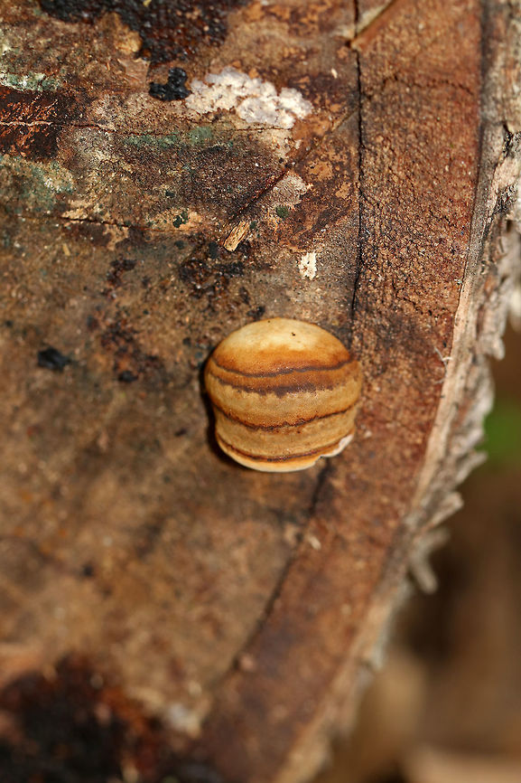 Fomes excavatus I *think* this is Fomes excavatus, but am not sure. It was tiny - no more than 2 cm tall.<br />
<br />
Habitat: It was growing on cut, rotting birch.<br />
<figure class="photo"><a href="https://www.jungledragon.com/image/68244/fomes_excavatus.html" title="Fomes excavatus"><img src="https://s3.amazonaws.com/media.jungledragon.com/images/3232/68244_thumb.jpg?AWSAccessKeyId=05GMT0V3GWVNE7GGM1R2&Expires=1759968010&Signature=FPNnQD5aA2JUswXRS0tsuBSqoZw%3D" width="122" height="152" alt="Fomes excavatus I *think* this is Fomes excavatus, but am not sure. It was tiny - no more than 2 cm tall.<br />
<br />
Habitat: It was growing on cut, rotting birch.<br />
https://www.jungledragon.com/image/68245/fomes_fomentarius.html<br />
https://www.jungledragon.com/image/68243/fomes_fomentarius.html<br />
https://www.jungledragon.com/image/68242/fomes_fomentarius.html Fall,Fomes excavatus,Fomes fomentarius,Geotagged,United States,fomes,fomes excavatus,fungus,mushroom" /></a></figure><br />
<figure class="photo"><a href="https://www.jungledragon.com/image/68243/fomes_excavatus.html" title="Fomes excavatus"><img src="https://s3.amazonaws.com/media.jungledragon.com/images/3232/68243_thumb.jpg?AWSAccessKeyId=05GMT0V3GWVNE7GGM1R2&Expires=1759968010&Signature=mdeVH7D9wypiTfJzXy6MH4z%2BpcI%3D" width="200" height="140" alt="Fomes excavatus I *think* this is Fomes excavatus, but am not sure. It was tiny - no more than 2 cm tall.<br />
<br />
Habitat: It was growing on cut, rotting birch.<br />
https://www.jungledragon.com/image/68245/fomes_fomentarius.html<br />
https://www.jungledragon.com/image/68242/fomes_fomentarius.html<br />
https://www.jungledragon.com/image/68244/fomes_fomentarius.html Fall,Fomes excavatus,Fomes fomentarius,Geotagged,United States,fomes,fomes excavatus,fungus,mushroom" /></a></figure><br />
<figure class="photo"><a href="https://www.jungledragon.com/image/68242/fomes_excavatus.html" title="Fomes excavatus"><img src="https://s3.amazonaws.com/media.jungledragon.com/images/3232/68242_thumb.jpg?AWSAccessKeyId=05GMT0V3GWVNE7GGM1R2&Expires=1759968010&Signature=pEYyY4okQWD%2BVeLuXkCJmO7hnKA%3D" width="200" height="162" alt="Fomes excavatus I *think* this is Fomes excavatus, but am not sure. It was tiny - no more than 2 cm tall.<br />
<br />
Habitat: It was growing on cut, rotting birch.<br />
https://www.jungledragon.com/image/68245/fomes_fomentarius.html<br />
https://www.jungledragon.com/image/68244/fomes_fomentarius.html<br />
https://www.jungledragon.com/image/68243/fomes_fomentarius.html Fall,Fomes excavatus,Fomes fomentarius,Geotagged,United States,fomes,fungus,mushroom" /></a></figure> Fall,Fomes excavatus,Fomes fomentarius,Geotagged,United States,fomes,fomes excavatus,fungus,mushroom