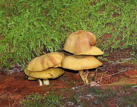 Tricholomopsis sulphureoides These weren't fresh, but they had broadly convex, dull yellow caps with some brown spots. Gills were yellowish with brown bruising, and close.
Habitat: Growing in a cluster on rotting wood in a mixed forest.
https://www.jungledragon.com/image/68247/tricholomopsis_sulphureoides.html Fall,Geotagged,Tricholomopsis,Tricholomopsis decora group,Tricholomopsis sulphureoides,United States,fungi,mushrooms