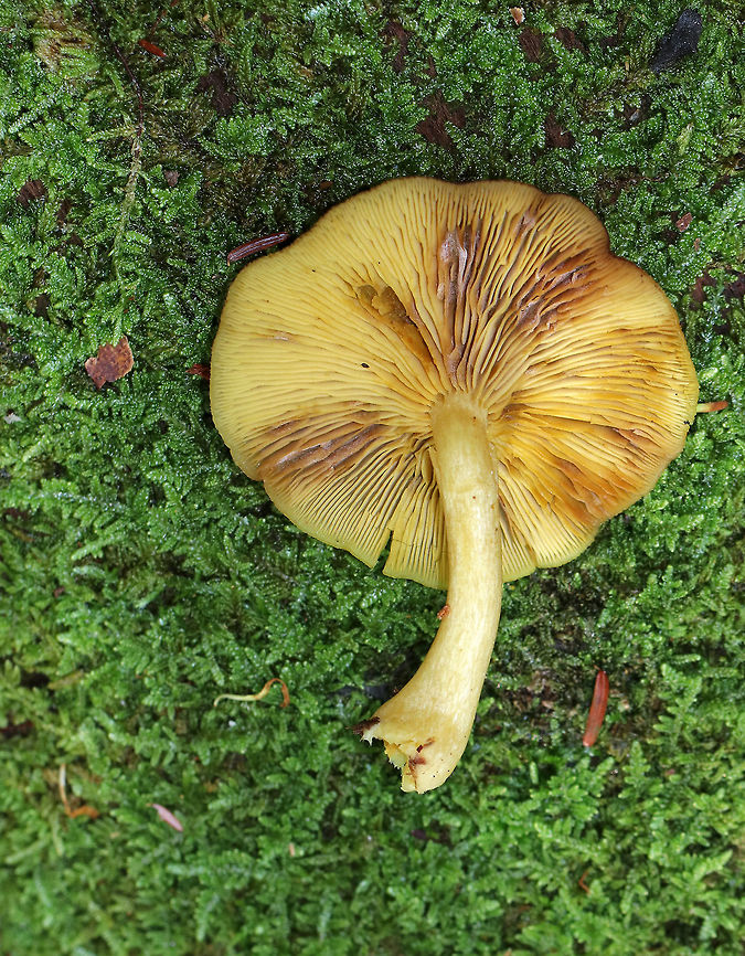 Tricholomopsis sulphureoides These weren&#039;t fresh, but they had broadly convex, dull yellow caps with some brown spots. Gills were yellowish with brown bruising, and close.<br />
<br />
Habitat: Growing in a cluster on rotting wood in a mixed forest.<br />
<figure class="photo"><a href="https://www.jungledragon.com/image/68246/tricholomopsis_sulphureoides.html" title="Tricholomopsis sulphureoides"><img src="https://s3.amazonaws.com/media.jungledragon.com/images/3232/68246_thumb.jpg?AWSAccessKeyId=05GMT0V3GWVNE7GGM1R2&Expires=1759968010&Signature=4g%2BQLob3L1g3O8IyHvTPhfG6htY%3D" width="200" height="158" alt="Tricholomopsis sulphureoides These weren&#039;t fresh, but they had broadly convex, dull yellow caps with some brown spots. Gills were yellowish with brown bruising, and close.<br />
<br />
Habitat:  Growing in a cluster on rotting wood in a mixed forest.<br />
https://www.jungledragon.com/image/68247/tricholomopsis_sulphureoides.html Fall,Geotagged,Tricholomopsis,Tricholomopsis decora group,Tricholomopsis sulphureoides,United States,fungi,mushrooms" /></a></figure> Fall,Geotagged,Tricholomopsis,Tricholomopsis decora group,Tricholomopsis sulphureoides,United States,fungus,mushroom