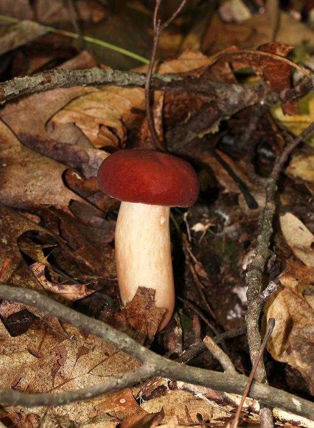 Xanthoconium purpureum Soft, red, convex cap with a slightly inrolled margin. The pores were white. Stem was white with brownish streaks.<br />
<br />
Habitat:  It was growing on the ground in a deciduous forest. Geotagged,Summer,United States,Xanthoconium purpureum