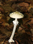 Amanita subsect. Pantherinae Amanita with a pale yellow cap, cream-colored patches, and close, white gills. The stipe was long, white, had a ring, and ended in a bulb. <br />
<br />
Habitat: It was growing on the ground in a mixed forest, but in an area with primarily oak and hemlock.<br />
https://www.jungledragon.com/image/68306/amanita_subsect._pantherinae.html<br />
https://www.jungledragon.com/image/68305/amanita_subsect._pantherinae.html Amanita subsect. Pantherinae,Geotagged,Summer,United States,amanita,mushroom