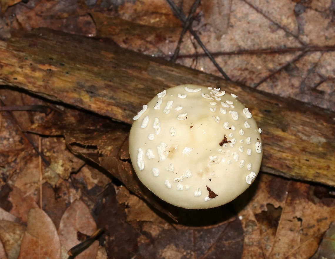 Amanita subsect. Pantherinae Amanita with a pale yellow cap, cream-colored patches, and close, white gills. The stipe was long, white, had a ring, and ended in a bulb. <br />
<br />
Habitat: It was growing on the ground in a mixed forest, but in an area with primarily oak and hemlock.<br />
<figure class="photo"><a href="https://www.jungledragon.com/image/68304/amanita_subsect._pantherinae.html" title="Amanita subsect. Pantherinae"><img src="https://s3.amazonaws.com/media.jungledragon.com/images/3232/68304_thumb.jpg?AWSAccessKeyId=05GMT0V3GWVNE7GGM1R2&Expires=1769040010&Signature=k7r7ED6kpoFgzTFGAcv%2Beijf63M%3D" width="114" height="152" alt="Amanita subsect. Pantherinae Amanita with a pale yellow cap, cream-colored patches, and close, white gills. The stipe was long, white, had a ring, and ended in a bulb. <br />
<br />
Habitat: It was growing on the ground in a mixed forest, but in an area with primarily oak and hemlock.<br />
https://www.jungledragon.com/image/68306/amanita_subsect._pantherinae.html<br />
https://www.jungledragon.com/image/68305/amanita_subsect._pantherinae.html Amanita subsect. Pantherinae,Geotagged,Summer,United States,amanita,mushroom" /></a></figure><br />
<figure class="photo"><a href="https://www.jungledragon.com/image/68306/amanita_subsect._pantherinae.html" title="Amanita subsect. Pantherinae"><img src="https://s3.amazonaws.com/media.jungledragon.com/images/3232/68306_thumb.jpg?AWSAccessKeyId=05GMT0V3GWVNE7GGM1R2&Expires=1769040010&Signature=Vb%2F8NOHE5Xwo8PoDYKnR32hOZn0%3D" width="200" height="148" alt="Amanita subsect. Pantherinae Amanita with a pale yellow cap, cream-colored patches, and close, white gills. The stipe was long, white, had a ring, and ended in a bulb. <br />
<br />
Habitat: It was growing on the ground in a mixed forest, but in an area with primarily oak and hemlock.<br />
https://www.jungledragon.com/image/68304/amanita_subsect._pantherinae.html<br />
https://www.jungledragon.com/image/68305/amanita_subsect._pantherinae.html Amanita subsect. Pantherinae,Geotagged,Summer,United States,amanita" /></a></figure> Amanita subsect. Pantherinae,Geotagged,Summer,United States,amanita
