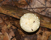 Amanita subsect. Pantherinae Amanita with a pale yellow cap, cream-colored patches, and close, white gills. The stipe was long, white, had a ring, and ended in a bulb. <br />
<br />
Habitat: It was growing on the ground in a mixed forest, but in an area with primarily oak and hemlock.<br />
https://www.jungledragon.com/image/68304/amanita_subsect._pantherinae.html<br />
https://www.jungledragon.com/image/68306/amanita_subsect._pantherinae.html Amanita subsect. Pantherinae,Geotagged,Summer,United States,amanita