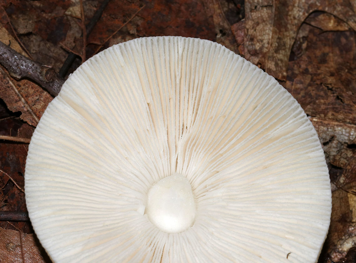 Amanita subsect. Pantherinae Amanita with a pale yellow cap, cream-colored patches, and close, white gills. The stipe was long, white, had a ring, and ended in a bulb. <br />
<br />
Habitat: It was growing on the ground in a mixed forest, but in an area with primarily oak and hemlock.<br />
<figure class="photo"><a href="https://www.jungledragon.com/image/68304/amanita_subsect._pantherinae.html" title="Amanita subsect. Pantherinae"><img src="https://s3.amazonaws.com/media.jungledragon.com/images/3232/68304_thumb.jpg?AWSAccessKeyId=05GMT0V3GWVNE7GGM1R2&Expires=1759968010&Signature=Gr%2FDcd6L7ca2D8j83UD%2BQH06T5c%3D" width="114" height="152" alt="Amanita subsect. Pantherinae Amanita with a pale yellow cap, cream-colored patches, and close, white gills. The stipe was long, white, had a ring, and ended in a bulb. <br />
<br />
Habitat: It was growing on the ground in a mixed forest, but in an area with primarily oak and hemlock.<br />
https://www.jungledragon.com/image/68306/amanita_subsect._pantherinae.html<br />
https://www.jungledragon.com/image/68305/amanita_subsect._pantherinae.html Amanita subsect. Pantherinae,Geotagged,Summer,United States,amanita,mushroom" /></a></figure><br />
<figure class="photo"><a href="https://www.jungledragon.com/image/68305/amanita_subsect._pantherinae.html" title="Amanita subsect. Pantherinae"><img src="https://s3.amazonaws.com/media.jungledragon.com/images/3232/68305_thumb.jpg?AWSAccessKeyId=05GMT0V3GWVNE7GGM1R2&Expires=1759968010&Signature=syci98kPSIWUg9OQSsq3DhPLYgY%3D" width="200" height="156" alt="Amanita subsect. Pantherinae Amanita with a pale yellow cap, cream-colored patches, and close, white gills. The stipe was long, white, had a ring, and ended in a bulb. <br />
<br />
Habitat: It was growing on the ground in a mixed forest, but in an area with primarily oak and hemlock.<br />
https://www.jungledragon.com/image/68304/amanita_subsect._pantherinae.html<br />
https://www.jungledragon.com/image/68306/amanita_subsect._pantherinae.html Amanita subsect. Pantherinae,Geotagged,Summer,United States,amanita" /></a></figure> Amanita subsect. Pantherinae,Geotagged,Summer,United States,amanita