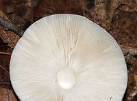 Amanita subsect. Pantherinae Amanita with a pale yellow cap, cream-colored patches, and close, white gills. The stipe was long, white, had a ring, and ended in a bulb. <br />
<br />
Habitat: It was growing on the ground in a mixed forest, but in an area with primarily oak and hemlock.<br />
https://www.jungledragon.com/image/68304/amanita_subsect._pantherinae.html<br />
https://www.jungledragon.com/image/68305/amanita_subsect._pantherinae.html Amanita subsect. Pantherinae,Geotagged,Summer,United States,amanita