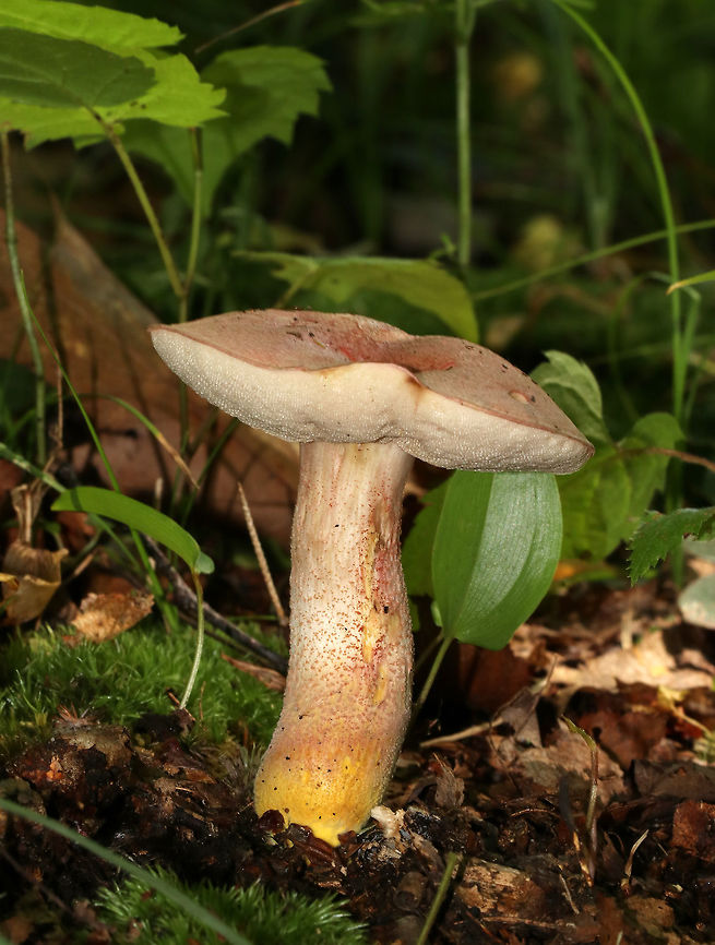 Yellowfoot Bolete - Harrya chromapes One of my favorites! You can't go wrong with yellow "feet"!<br />
<br />
This bolete had a pink cap, a yellow stem base, and pink scabers on the surface of its stem. Pores were white and did not bruise.<br />
<br />
Habitat: Mixed, but mostly deciduous forest. Geotagged,Harrya chromapes,Summer,United States,Yellowfoot bolete,bolete,harrya,mushroom