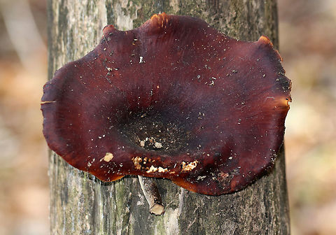 Black Footed Polypore - Picipes badius Thin, flexible caps with short, woody stems. The caps were dark red/dark purple. Pores were dingy white and bruised when marked. They were 12-15 cm wide. 

Habitat: Growing at the base of a decorticated, rotting tree on the edge of a deciduous forest.

*Royoporus badius, Polyporus picipes, and Polyporus badius are deprecated synonyms.
https://www.jungledragon.com/image/68339/black_footed_polypore_-_picipes_badius.html Fall,Geotagged,Picipes badius,Royoporus badius,United States,black footed polypore,polypore