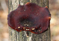 Black Footed Polypore - Picipes badius Thin, flexible caps with short, woody stems. The caps were dark red/dark purple. Pores were dingy white and bruised when marked. They were 12-15 cm wide. <br />
<br />
Habitat: Growing at the base of a decorticated, rotting tree on the edge of a deciduous forest.<br />
<br />
*Royoporus badius, Polyporus picipes, and Polyporus badius are deprecated synonyms.<br />
https://www.jungledragon.com/image/68339/black_footed_polypore_-_picipes_badius.html Fall,Geotagged,Picipes badius,Royoporus badius,United States,black footed polypore,polypore