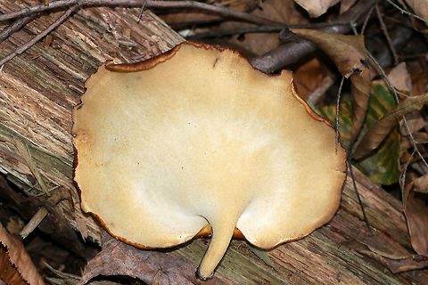 Black Footed Polypore - Picipes badius Thin, flexible caps with short, woody stems. The caps were dark red/dark purple. Pores were dingy white and bruised when marked. They were 12-15 cm wide. 

Habitat: Growing at the base of a decorticated, rotting tree on the edge of a deciduous forest.

*Royoporus badius, Polyporus picipes, and Polyporus badius are deprecated synonyms.
https://www.jungledragon.com/image/68338/black_footed_polypore_-_picipes_badius.html Black Footed Polypore,Fall,Geotagged,Picipes badius,Royoporus badius,United States,picipes,polypore