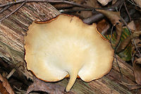 Black Footed Polypore - Picipes badius Thin, flexible caps with short, woody stems. The caps were dark red/dark purple. Pores were dingy white and bruised when marked. They were 12-15 cm wide. <br />
<br />
Habitat: Growing at the base of a decorticated, rotting tree on the edge of a deciduous forest.<br />
<br />
*Royoporus badius, Polyporus picipes, and Polyporus badius are deprecated synonyms.<br />
https://www.jungledragon.com/image/68338/black_footed_polypore_-_picipes_badius.html Black Footed Polypore,Fall,Geotagged,Picipes badius,Royoporus badius,United States,picipes,polypore