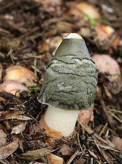 Ravenel's Stinkhorn - Phallus ravenelii Cap is slightly rough and covered in olive slime, which was partly frozen from the cold temperatures.  The stem was white and hollow.  The eggs were pinkish yellow in color.  This stinkhorn wasn't fully grown yet. But, within 24-hours, they were fully grown and flopped over.

Habitat: Growing in mulch in a rural area.
https://www.jungledragon.com/image/68350/ravenels_stinkhorn_-_phallus_ravenelii.html
https://www.jungledragon.com/image/68349/ravenels_stinkhorn_-_phallus_ravenelii.html
https://www.jungledragon.com/image/68347/ravenels_stinkhorn_-_phallus_ravenelii.html
https://www.jungledragon.com/image/68346/ravenels_stinkhorn_-_phallus_ravenelii.html
https://www.jungledragon.com/image/68345/ravenels_stinkhorn_egg_-_phallus_ravenelii.html Fall,Geotagged,Phallus,Phallus ravenelii,Ravenels stinkhorn,United States,stinkhorn