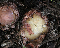 Ravenel's Stinkhorn Egg - Phallus ravenelii This shot shows the gooey slime on the stinkhorn eggs once they open up and start to fruit.<br />
<br />
Habitat: Growing in mulch in a rural area.<br />
https://www.jungledragon.com/image/68350/ravenels_stinkhorn_-_phallus_ravenelii.html<br />
https://www.jungledragon.com/image/68349/ravenels_stinkhorn_-_phallus_ravenelii.html<br />
https://www.jungledragon.com/image/68347/ravenels_stinkhorn_-_phallus_ravenelii.html<br />
https://www.jungledragon.com/image/68346/ravenels_stinkhorn_-_phallus_ravenelii.html<br />
https://www.jungledragon.com/image/68340/ravenels_stinkhorn_-_phallus_ravenelii.html Fall,Geotagged,Phallus ravenelii,Ravenels stinkhorn,United States