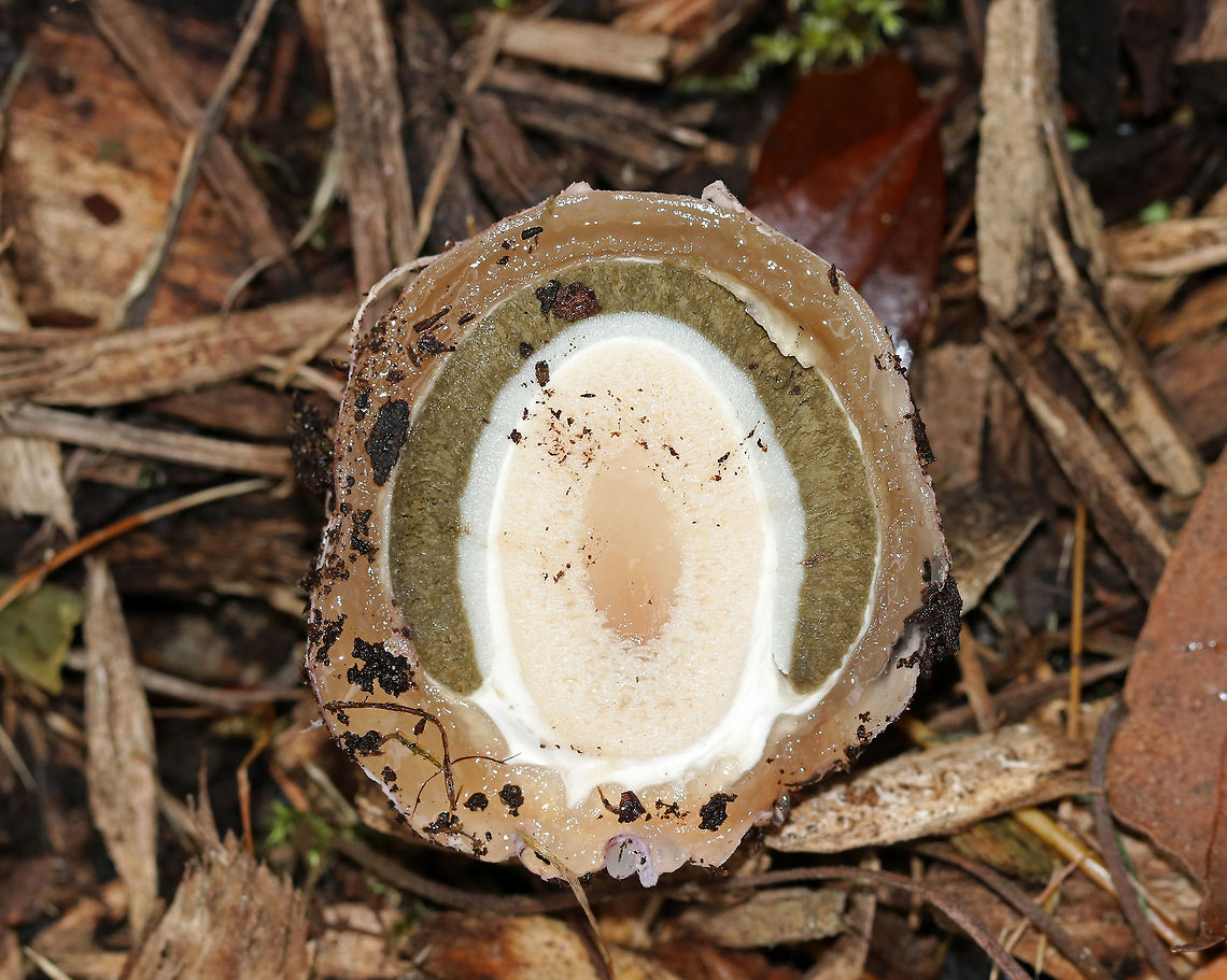 Ravenel's Stinkhorn - Phallus ravenelii The cross-section of a stinkhorn egg. The eggs were pinkish white on the outside. They have been popping up out of the mulch for weeks, but have been super slow to develop because of the freezing temperatures.<br />
<br />
Habitat: Growing in mulch in a rural area.<br />
<figure class="photo"><a href="https://www.jungledragon.com/image/68350/ravenels_stinkhorn_-_phallus_ravenelii.html" title="Ravenel&#039;s Stinkhorn - Phallus ravenelii"><img src="https://s3.amazonaws.com/media.jungledragon.com/images/3232/68350_thumb.jpg?AWSAccessKeyId=05GMT0V3GWVNE7GGM1R2&Expires=1759968010&Signature=rzU%2B5Ht2wX31reMBstxA55u05Ec%3D" width="200" height="148" alt="Ravenel&#039;s Stinkhorn - Phallus ravenelii The eggs of a stinkhorn. Some people eat the eggs, but I can&#039;t imagine doing so. Stinkhorns really do stink.<br />
<br />
Habitat: Growing in mulch in a rural area.<br />
https://www.jungledragon.com/image/68349/ravenels_stinkhorn_-_phallus_ravenelii.html<br />
https://www.jungledragon.com/image/68347/ravenels_stinkhorn_-_phallus_ravenelii.html<br />
https://www.jungledragon.com/image/68346/ravenels_stinkhorn_-_phallus_ravenelii.html<br />
https://www.jungledragon.com/image/68345/ravenels_stinkhorn_egg_-_phallus_ravenelii.html<br />
https://www.jungledragon.com/image/68340/ravenels_stinkhorn_-_phallus_ravenelii.html Fall,Geotagged,Phallus ravenelii,Ravenels stinkhorn,United States" /></a></figure><br />
<figure class="photo"><a href="https://www.jungledragon.com/image/68349/ravenels_stinkhorn_-_phallus_ravenelii.html" title="Ravenel&#039;s Stinkhorn - Phallus ravenelii"><img src="https://s3.amazonaws.com/media.jungledragon.com/images/3232/68349_thumb.jpg?AWSAccessKeyId=05GMT0V3GWVNE7GGM1R2&Expires=1759968010&Signature=nhdrssjUsNvJkPiGCn05XM8G4o8%3D" width="200" height="164" alt="Ravenel&#039;s Stinkhorn - Phallus ravenelii Cap is slightly rough and covered in olive slime, which was partly frozen from the cold temperatures. The stem was white and hollow. The eggs were pinkish yellow in color. This stinkhorn wasn&#039;t fully grown yet. But, within 24-hours, they were fully grown and flopped over.<br />
<br />
Habitat: Growing in mulch in a rural area.<br />
https://www.jungledragon.com/image/68350/ravenels_stinkhorn_-_phallus_ravenelii.html<br />
https://www.jungledragon.com/image/68347/ravenels_stinkhorn_-_phallus_ravenelii.html<br />
https://www.jungledragon.com/image/68346/ravenels_stinkhorn_-_phallus_ravenelii.html<br />
https://www.jungledragon.com/image/68345/ravenels_stinkhorn_egg_-_phallus_ravenelii.html<br />
https://www.jungledragon.com/image/68340/ravenels_stinkhorn_-_phallus_ravenelii.html Fall,Geotagged,Phallus ravenelii,Ravenels stinkhorn,United States" /></a></figure><br />
<figure class="photo"><a href="https://www.jungledragon.com/image/68347/ravenels_stinkhorn_-_phallus_ravenelii.html" title="Ravenel&#039;s Stinkhorn - Phallus ravenelii"><img src="https://s3.amazonaws.com/media.jungledragon.com/images/3232/68347_thumb.jpg?AWSAccessKeyId=05GMT0V3GWVNE7GGM1R2&Expires=1759968010&Signature=P%2B7eKzAC%2F6GGpfaknVJUUiSfk7c%3D" width="126" height="152" alt="Ravenel&#039;s Stinkhorn - Phallus ravenelii The egg of a stinkhorn.  Some people eat the eggs, but I can&#039;t imagine doing so. They really do stink.<br />
<br />
Habitat: Growing in mulch in a rural area.<br />
https://www.jungledragon.com/image/68350/ravenels_stinkhorn_-_phallus_ravenelii.html<br />
https://www.jungledragon.com/image/68349/ravenels_stinkhorn_-_phallus_ravenelii.html<br />
https://www.jungledragon.com/image/68346/ravenels_stinkhorn_-_phallus_ravenelii.html<br />
https://www.jungledragon.com/image/68345/ravenels_stinkhorn_egg_-_phallus_ravenelii.html<br />
https://www.jungledragon.com/image/68340/ravenels_stinkhorn_-_phallus_ravenelii.html Fall,Geotagged,Phallus ravenelii,Ravenels stinkhorn,United States" /></a></figure><br />
<figure class="photo"><a href="https://www.jungledragon.com/image/68345/ravenels_stinkhorn_egg_-_phallus_ravenelii.html" title="Ravenel&#039;s Stinkhorn Egg - Phallus ravenelii"><img src="https://s3.amazonaws.com/media.jungledragon.com/images/3232/68345_thumb.jpg?AWSAccessKeyId=05GMT0V3GWVNE7GGM1R2&Expires=1759968010&Signature=rV545wj0vxb5vf3xFJeYj3xpmKs%3D" width="200" height="160" alt="Ravenel&#039;s Stinkhorn Egg - Phallus ravenelii This shot shows the gooey slime on the stinkhorn eggs once they open up and start to fruit.<br />
<br />
Habitat: Growing in mulch in a rural area.<br />
https://www.jungledragon.com/image/68350/ravenels_stinkhorn_-_phallus_ravenelii.html<br />
https://www.jungledragon.com/image/68349/ravenels_stinkhorn_-_phallus_ravenelii.html<br />
https://www.jungledragon.com/image/68347/ravenels_stinkhorn_-_phallus_ravenelii.html<br />
https://www.jungledragon.com/image/68346/ravenels_stinkhorn_-_phallus_ravenelii.html<br />
https://www.jungledragon.com/image/68340/ravenels_stinkhorn_-_phallus_ravenelii.html Fall,Geotagged,Phallus ravenelii,Ravenels stinkhorn,United States" /></a></figure><br />
<figure class="photo"><a href="https://www.jungledragon.com/image/68340/ravenels_stinkhorn_-_phallus_ravenelii.html" title="Ravenel&#039;s Stinkhorn - Phallus ravenelii"><img src="https://s3.amazonaws.com/media.jungledragon.com/images/3232/68340_thumb.jpg?AWSAccessKeyId=05GMT0V3GWVNE7GGM1R2&Expires=1759968010&Signature=5rHY55rbRdrr6oVV0J9HFxCkeDo%3D" width="114" height="152" alt="Ravenel&#039;s Stinkhorn - Phallus ravenelii Cap is slightly rough and covered in olive slime, which was partly frozen from the cold temperatures.  The stem was white and hollow.  The eggs were pinkish yellow in color.  This stinkhorn wasn&#039;t fully grown yet. But, within 24-hours, they were fully grown and flopped over.<br />
<br />
Habitat: Growing in mulch in a rural area.<br />
https://www.jungledragon.com/image/68350/ravenels_stinkhorn_-_phallus_ravenelii.html<br />
https://www.jungledragon.com/image/68349/ravenels_stinkhorn_-_phallus_ravenelii.html<br />
https://www.jungledragon.com/image/68347/ravenels_stinkhorn_-_phallus_ravenelii.html<br />
https://www.jungledragon.com/image/68346/ravenels_stinkhorn_-_phallus_ravenelii.html<br />
https://www.jungledragon.com/image/68345/ravenels_stinkhorn_egg_-_phallus_ravenelii.html Fall,Geotagged,Phallus,Phallus ravenelii,Ravenels stinkhorn,United States,stinkhorn" /></a></figure><br />
 Fall,Geotagged,Phallus ravenelii,Ravenels stinkhorn,United States,stinkhorn