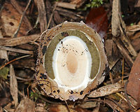 Ravenel's Stinkhorn - Phallus ravenelii The cross-section of a stinkhorn egg. The eggs were pinkish white on the outside. They have been popping up out of the mulch for weeks, but have been super slow to develop because of the freezing temperatures.<br />
<br />
Habitat: Growing in mulch in a rural area.<br />
https://www.jungledragon.com/image/68350/ravenels_stinkhorn_-_phallus_ravenelii.html<br />
https://www.jungledragon.com/image/68349/ravenels_stinkhorn_-_phallus_ravenelii.html<br />
https://www.jungledragon.com/image/68347/ravenels_stinkhorn_-_phallus_ravenelii.html<br />
https://www.jungledragon.com/image/68345/ravenels_stinkhorn_egg_-_phallus_ravenelii.html<br />
https://www.jungledragon.com/image/68340/ravenels_stinkhorn_-_phallus_ravenelii.html<br />
 Fall,Geotagged,Phallus ravenelii,Ravenels stinkhorn,United States,stinkhorn