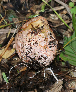 Ravenel's Stinkhorn - Phallus ravenelii The egg of a stinkhorn.  Some people eat the eggs, but I can't imagine doing so. They really do stink.

Habitat: Growing in mulch in a rural area.
https://www.jungledragon.com/image/68350/ravenels_stinkhorn_-_phallus_ravenelii.html
https://www.jungledragon.com/image/68349/ravenels_stinkhorn_-_phallus_ravenelii.html
https://www.jungledragon.com/image/68346/ravenels_stinkhorn_-_phallus_ravenelii.html
https://www.jungledragon.com/image/68345/ravenels_stinkhorn_egg_-_phallus_ravenelii.html
https://www.jungledragon.com/image/68340/ravenels_stinkhorn_-_phallus_ravenelii.html Fall,Geotagged,Phallus ravenelii,Ravenels stinkhorn,United States