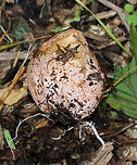 Ravenel's Stinkhorn - Phallus ravenelii The egg of a stinkhorn.  Some people eat the eggs, but I can't imagine doing so. They really do stink.<br />
<br />
Habitat: Growing in mulch in a rural area.<br />
https://www.jungledragon.com/image/68350/ravenels_stinkhorn_-_phallus_ravenelii.html<br />
https://www.jungledragon.com/image/68349/ravenels_stinkhorn_-_phallus_ravenelii.html<br />
https://www.jungledragon.com/image/68346/ravenels_stinkhorn_-_phallus_ravenelii.html<br />
https://www.jungledragon.com/image/68345/ravenels_stinkhorn_egg_-_phallus_ravenelii.html<br />
https://www.jungledragon.com/image/68340/ravenels_stinkhorn_-_phallus_ravenelii.html Fall,Geotagged,Phallus ravenelii,Ravenels stinkhorn,United States