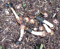 Ravenel's Stinkhorn - Phallus ravenelii Cap is slightly rough and covered in olive slime, which was partly frozen from the cold temperatures. The stem was white and hollow. The eggs were pinkish yellow in color. This stinkhorn wasn't fully grown yet. But, within 24-hours, they were fully grown and flopped over.<br />
<br />
Habitat: Growing in mulch in a rural area.<br />
https://www.jungledragon.com/image/68350/ravenels_stinkhorn_-_phallus_ravenelii.html<br />
https://www.jungledragon.com/image/68347/ravenels_stinkhorn_-_phallus_ravenelii.html<br />
https://www.jungledragon.com/image/68346/ravenels_stinkhorn_-_phallus_ravenelii.html<br />
https://www.jungledragon.com/image/68345/ravenels_stinkhorn_egg_-_phallus_ravenelii.html<br />
https://www.jungledragon.com/image/68340/ravenels_stinkhorn_-_phallus_ravenelii.html Fall,Geotagged,Phallus ravenelii,Ravenels stinkhorn,United States