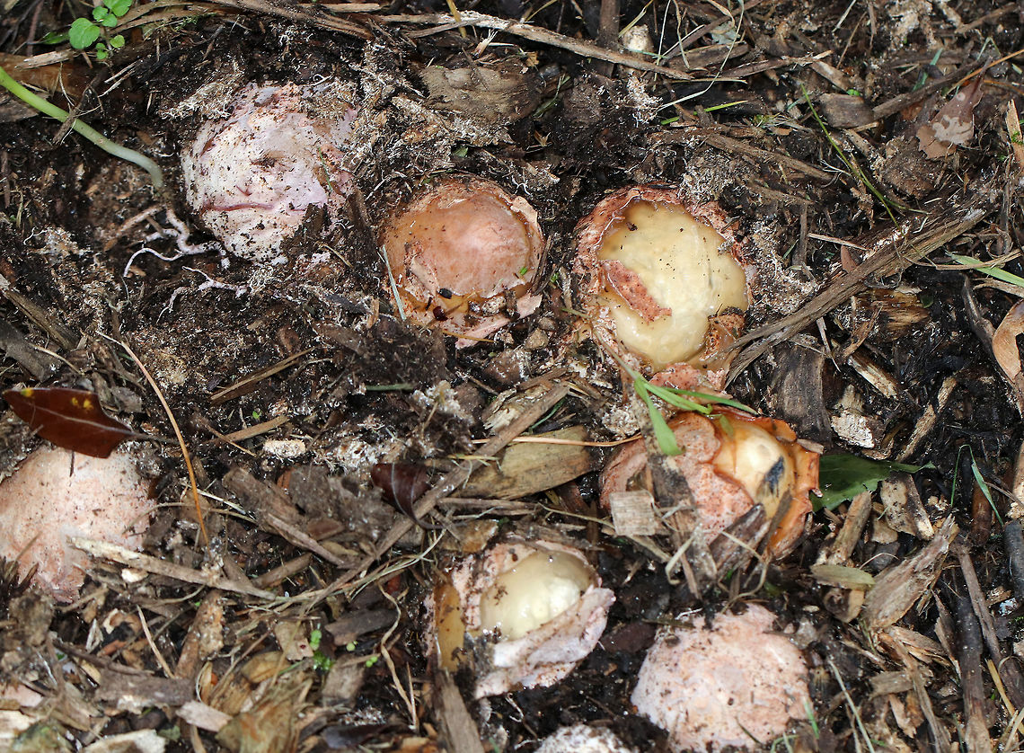 Ravenel's Stinkhorn - Phallus ravenelii The eggs of a stinkhorn. Some people eat the eggs, but I can&#039;t imagine doing so. Stinkhorns really do stink.<br />
<br />
Habitat: Growing in mulch in a rural area.<br />
<figure class="photo"><a href="https://www.jungledragon.com/image/68349/ravenels_stinkhorn_-_phallus_ravenelii.html" title="Ravenel&#039;s Stinkhorn - Phallus ravenelii"><img src="https://s3.amazonaws.com/media.jungledragon.com/images/3232/68349_thumb.jpg?AWSAccessKeyId=05GMT0V3GWVNE7GGM1R2&Expires=1763596810&Signature=WOsYwWDTLSq8GtJ0WwK5vlkZ9aM%3D" width="200" height="164" alt="Ravenel&#039;s Stinkhorn - Phallus ravenelii Cap is slightly rough and covered in olive slime, which was partly frozen from the cold temperatures. The stem was white and hollow. The eggs were pinkish yellow in color. This stinkhorn wasn&#039;t fully grown yet. But, within 24-hours, they were fully grown and flopped over.<br />
<br />
Habitat: Growing in mulch in a rural area.<br />
https://www.jungledragon.com/image/68350/ravenels_stinkhorn_-_phallus_ravenelii.html<br />
https://www.jungledragon.com/image/68347/ravenels_stinkhorn_-_phallus_ravenelii.html<br />
https://www.jungledragon.com/image/68346/ravenels_stinkhorn_-_phallus_ravenelii.html<br />
https://www.jungledragon.com/image/68345/ravenels_stinkhorn_egg_-_phallus_ravenelii.html<br />
https://www.jungledragon.com/image/68340/ravenels_stinkhorn_-_phallus_ravenelii.html Fall,Geotagged,Phallus ravenelii,Ravenels stinkhorn,United States" /></a></figure><br />
<figure class="photo"><a href="https://www.jungledragon.com/image/68347/ravenels_stinkhorn_-_phallus_ravenelii.html" title="Ravenel&#039;s Stinkhorn - Phallus ravenelii"><img src="https://s3.amazonaws.com/media.jungledragon.com/images/3232/68347_thumb.jpg?AWSAccessKeyId=05GMT0V3GWVNE7GGM1R2&Expires=1763596810&Signature=dCaULJTrXGGy6k5Zxbc83pSw9xs%3D" width="126" height="152" alt="Ravenel&#039;s Stinkhorn - Phallus ravenelii The egg of a stinkhorn.  Some people eat the eggs, but I can&#039;t imagine doing so. They really do stink.<br />
<br />
Habitat: Growing in mulch in a rural area.<br />
https://www.jungledragon.com/image/68350/ravenels_stinkhorn_-_phallus_ravenelii.html<br />
https://www.jungledragon.com/image/68349/ravenels_stinkhorn_-_phallus_ravenelii.html<br />
https://www.jungledragon.com/image/68346/ravenels_stinkhorn_-_phallus_ravenelii.html<br />
https://www.jungledragon.com/image/68345/ravenels_stinkhorn_egg_-_phallus_ravenelii.html<br />
https://www.jungledragon.com/image/68340/ravenels_stinkhorn_-_phallus_ravenelii.html Fall,Geotagged,Phallus ravenelii,Ravenels stinkhorn,United States" /></a></figure><br />
<figure class="photo"><a href="https://www.jungledragon.com/image/68346/ravenels_stinkhorn_-_phallus_ravenelii.html" title="Ravenel&#039;s Stinkhorn - Phallus ravenelii"><img src="https://s3.amazonaws.com/media.jungledragon.com/images/3232/68346_thumb.jpg?AWSAccessKeyId=05GMT0V3GWVNE7GGM1R2&Expires=1763596810&Signature=W2Uq0cdGD8qIWk04xchndp0WR28%3D" width="200" height="160" alt="Ravenel&#039;s Stinkhorn - Phallus ravenelii The cross-section of a stinkhorn egg. The eggs were pinkish white on the outside. They have been popping up out of the mulch for weeks, but have been super slow to develop because of the freezing temperatures.<br />
<br />
Habitat: Growing in mulch in a rural area.<br />
https://www.jungledragon.com/image/68350/ravenels_stinkhorn_-_phallus_ravenelii.html<br />
https://www.jungledragon.com/image/68349/ravenels_stinkhorn_-_phallus_ravenelii.html<br />
https://www.jungledragon.com/image/68347/ravenels_stinkhorn_-_phallus_ravenelii.html<br />
https://www.jungledragon.com/image/68345/ravenels_stinkhorn_egg_-_phallus_ravenelii.html<br />
https://www.jungledragon.com/image/68340/ravenels_stinkhorn_-_phallus_ravenelii.html<br />
 Fall,Geotagged,Phallus ravenelii,Ravenels stinkhorn,United States,stinkhorn" /></a></figure><br />
<figure class="photo"><a href="https://www.jungledragon.com/image/68345/ravenels_stinkhorn_egg_-_phallus_ravenelii.html" title="Ravenel&#039;s Stinkhorn Egg - Phallus ravenelii"><img src="https://s3.amazonaws.com/media.jungledragon.com/images/3232/68345_thumb.jpg?AWSAccessKeyId=05GMT0V3GWVNE7GGM1R2&Expires=1763596810&Signature=1zZJJJ7Cgl0k1B587xk5CuLWAdM%3D" width="200" height="160" alt="Ravenel&#039;s Stinkhorn Egg - Phallus ravenelii This shot shows the gooey slime on the stinkhorn eggs once they open up and start to fruit.<br />
<br />
Habitat: Growing in mulch in a rural area.<br />
https://www.jungledragon.com/image/68350/ravenels_stinkhorn_-_phallus_ravenelii.html<br />
https://www.jungledragon.com/image/68349/ravenels_stinkhorn_-_phallus_ravenelii.html<br />
https://www.jungledragon.com/image/68347/ravenels_stinkhorn_-_phallus_ravenelii.html<br />
https://www.jungledragon.com/image/68346/ravenels_stinkhorn_-_phallus_ravenelii.html<br />
https://www.jungledragon.com/image/68340/ravenels_stinkhorn_-_phallus_ravenelii.html Fall,Geotagged,Phallus ravenelii,Ravenels stinkhorn,United States" /></a></figure><br />
<figure class="photo"><a href="https://www.jungledragon.com/image/68340/ravenels_stinkhorn_-_phallus_ravenelii.html" title="Ravenel&#039;s Stinkhorn - Phallus ravenelii"><img src="https://s3.amazonaws.com/media.jungledragon.com/images/3232/68340_thumb.jpg?AWSAccessKeyId=05GMT0V3GWVNE7GGM1R2&Expires=1763596810&Signature=n%2B9srDlkLnQ%2BUP66McwbZLvYHiw%3D" width="114" height="152" alt="Ravenel&#039;s Stinkhorn - Phallus ravenelii Cap is slightly rough and covered in olive slime, which was partly frozen from the cold temperatures.  The stem was white and hollow.  The eggs were pinkish yellow in color.  This stinkhorn wasn&#039;t fully grown yet. But, within 24-hours, they were fully grown and flopped over.<br />
<br />
Habitat: Growing in mulch in a rural area.<br />
https://www.jungledragon.com/image/68350/ravenels_stinkhorn_-_phallus_ravenelii.html<br />
https://www.jungledragon.com/image/68349/ravenels_stinkhorn_-_phallus_ravenelii.html<br />
https://www.jungledragon.com/image/68347/ravenels_stinkhorn_-_phallus_ravenelii.html<br />
https://www.jungledragon.com/image/68346/ravenels_stinkhorn_-_phallus_ravenelii.html<br />
https://www.jungledragon.com/image/68345/ravenels_stinkhorn_egg_-_phallus_ravenelii.html Fall,Geotagged,Phallus,Phallus ravenelii,Ravenels stinkhorn,United States,stinkhorn" /></a></figure> Fall,Geotagged,Phallus ravenelii,Ravenels stinkhorn,United States