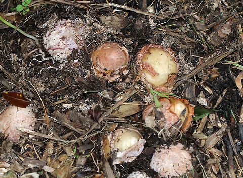 Ravenel's Stinkhorn - Phallus ravenelii The eggs of a stinkhorn. Some people eat the eggs, but I can't imagine doing so. Stinkhorns really do stink.

Habitat: Growing in mulch in a rural area.
https://www.jungledragon.com/image/68349/ravenels_stinkhorn_-_phallus_ravenelii.html
https://www.jungledragon.com/image/68347/ravenels_stinkhorn_-_phallus_ravenelii.html
https://www.jungledragon.com/image/68346/ravenels_stinkhorn_-_phallus_ravenelii.html
https://www.jungledragon.com/image/68345/ravenels_stinkhorn_egg_-_phallus_ravenelii.html
https://www.jungledragon.com/image/68340/ravenels_stinkhorn_-_phallus_ravenelii.html Fall,Geotagged,Phallus ravenelii,Ravenels stinkhorn,United States