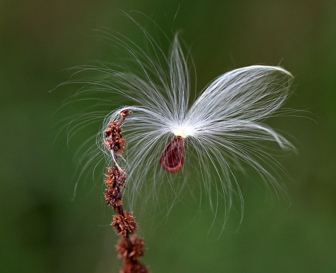 Common Milkweed Seed - Asclepias syriaca Common Milkweed grows up to six feet tall. It has large, broad leaves, pinkish-purple flower clusters, and green fruit pods that turn brown before bursting open to let out fluffy seeds. The flowers bloom from June to August during which time they are visited by many species of moths, butterflies, bees, and other insects. <br />
<br />
Common Milkweed is a very important plant because so many species of insects depend on it for survival. For example, Monarch Butterflies and Milkweed Bugs only eat milkweed, and could not survive without it. Many other additional species of insects use milkweed as a primary food source as well.<br />
<br />
Habitat: Large meadow Asclepias,Asclepias syriaca,Common milkweed,Fall,Geotagged,United States,milkweed,milkweed seed