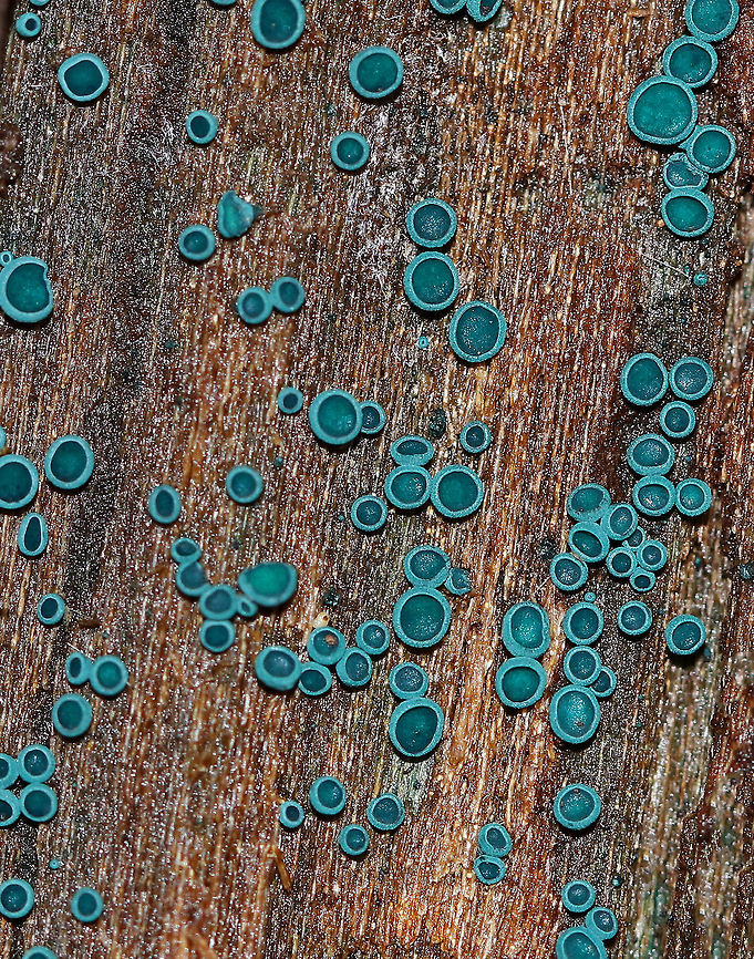 Elfcups - Chlorociboria aeruginosa These were so fresh and such a deep turquoise color! These fungi have a cup-shaped fruiting body with a tiny, central stem. The fruiting body becomes flattened with age. They were really tiny and ranged in size from 1-2 mm wide.<br />
<br />
Habitat: Growing on rotting, decorticated wood in a mixed forest.<br />
<br />
Three months later: <br />
<figure class="photo"><a href="https://www.jungledragon.com/image/73709/elfcups_-_chlorociboria_aeruginosa.html" title="Elfcups - Chlorociboria aeruginosa"><img src="https://s3.amazonaws.com/media.jungledragon.com/images/3232/73709_thumb.jpg?AWSAccessKeyId=05GMT0V3GWVNE7GGM1R2&Expires=1767225610&Signature=h84fbT18ikFkvcV9Q494lrMMTeI%3D" width="200" height="158" alt="Elfcups - Chlorociboria aeruginosa This is a really big crop - these cups are normally 1-2 mm in size, but in their current dried up state, they were even smaller.  <br />
<br />
Here is what they looked like about 3 months earlier: <br />
https://www.jungledragon.com/image/68389/elfcups_-_chlorociboria_aeruginosa.html<br />
<br />
Habitat: Growing on rotting, decorticated wood in a mixed forest. Chlorociboria aeruginosa,Geotagged,Turquoise Elfcup,United States,Winter" /></a></figure> Chlorociboria aeruginosa,Fall,Geotagged,Turquoise Elfcup,United States
