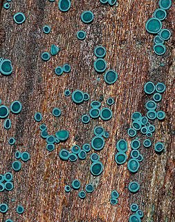 Elfcups - Chlorociboria aeruginosa These were so fresh and such a deep turquoise color! These fungi have a cup-shaped fruiting body with a tiny, central stem. The fruiting body becomes flattened with age. They were really tiny and ranged in size from 1-2 mm wide.

Habitat: Growing on rotting, decorticated wood in a mixed forest.

Three months later: 
https://www.jungledragon.com/image/73709/elfcups_-_chlorociboria_aeruginosa.html Chlorociboria aeruginosa,Fall,Geotagged,Turquoise Elfcup,United States