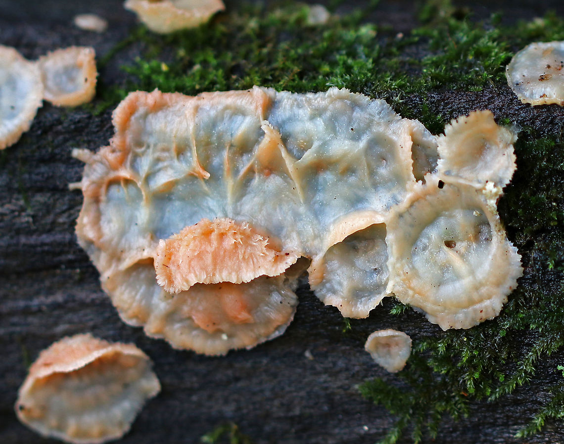 Jelly Rot - Phlebia tremellosa <br />
Patches of this fungus were growing on rotting wood. They had blue, pinkish orange, and cream colors. The edges were irregularly shaped and it had a wrinkled surface.<br />
<br />
Habitat: Rotting wood in a mixed forest. Fall,Geotagged,Jelly Rot,Phlebia tremellosa,United States