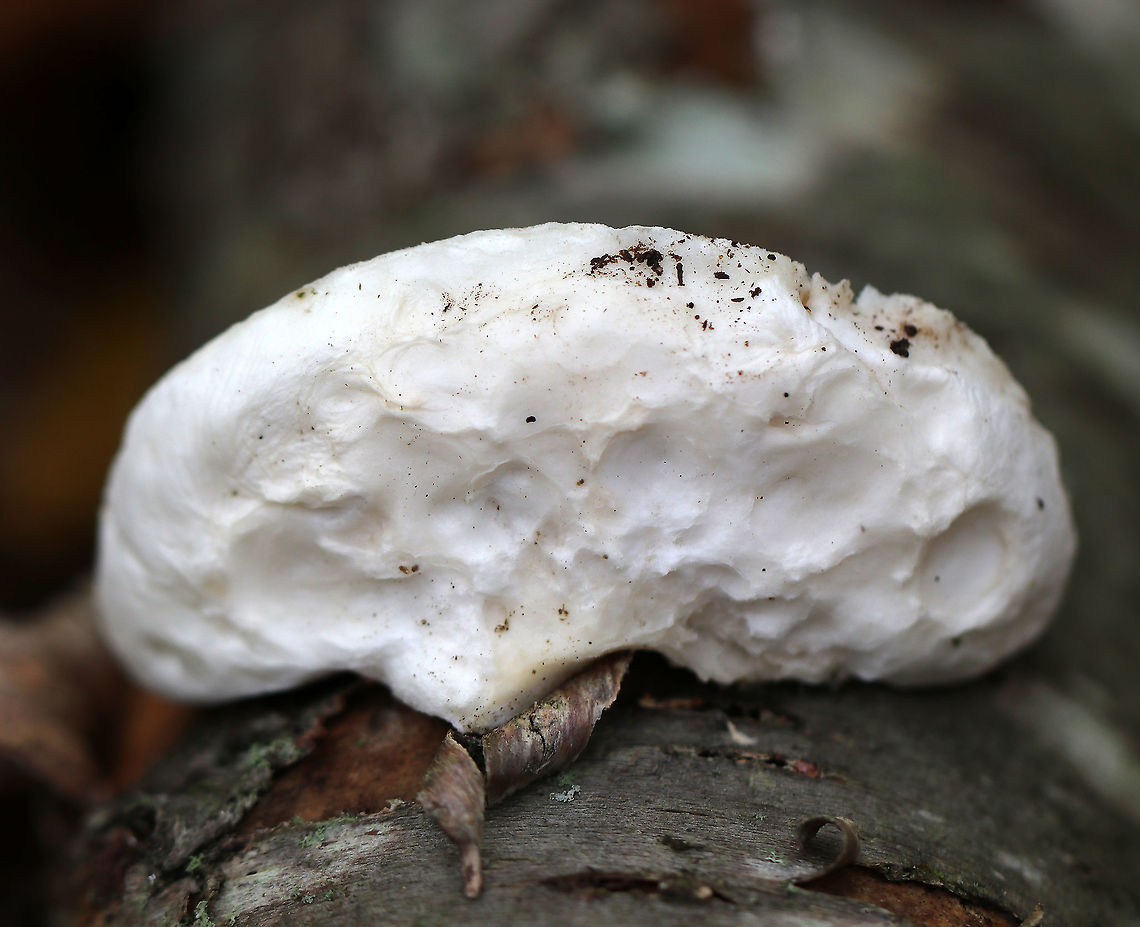 White Cheese Polypore - Tyromyces chioneus Squishy, white, kidney-shaped fruiting body. It felt like a cross between cheese and a marshmallow. No odor was detected.<br />
<br />
Habitat: Growing on a birch snag in a deciduous forest.<br />
<figure class="photo"><a href="https://www.jungledragon.com/image/68420/white_cheese_polypore_-_tyromyces_chioneus.html" title="White Cheese Polypore - Tyromyces chioneus"><img src="https://s3.amazonaws.com/media.jungledragon.com/images/3232/68420_thumb.jpg?AWSAccessKeyId=05GMT0V3GWVNE7GGM1R2&Expires=1767225610&Signature=xWfZ8hrE3GS%2B2GC0iRF0zEQ2ALk%3D" width="200" height="142" alt="White Cheese Polypore - Tyromyces chioneus Squishy, white, kidney-shaped fruiting body. It felt like a cross between cheese and a marshmallow. No odor was detected.<br />
<br />
Habitat: Growing on a birch snag in a deciduous forest.<br />
https://www.jungledragon.com/image/68418/white_cheese_polypore_-_tyromyces_chioneus.html Fall,Geotagged,Tyromyces chioneus,United States,White cheese polypore,fungus,mushroom" /></a></figure> Fall,Geotagged,Tyromyces chioneus,United States,White cheese polypore,fungus,mushroom