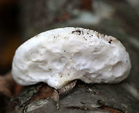 White Cheese Polypore - Tyromyces chioneus Squishy, white, kidney-shaped fruiting body. It felt like a cross between cheese and a marshmallow. No odor was detected.<br />
<br />
Habitat: Growing on a birch snag in a deciduous forest.<br />
https://www.jungledragon.com/image/68420/white_cheese_polypore_-_tyromyces_chioneus.html Fall,Geotagged,Tyromyces chioneus,United States,White cheese polypore,fungus,mushroom