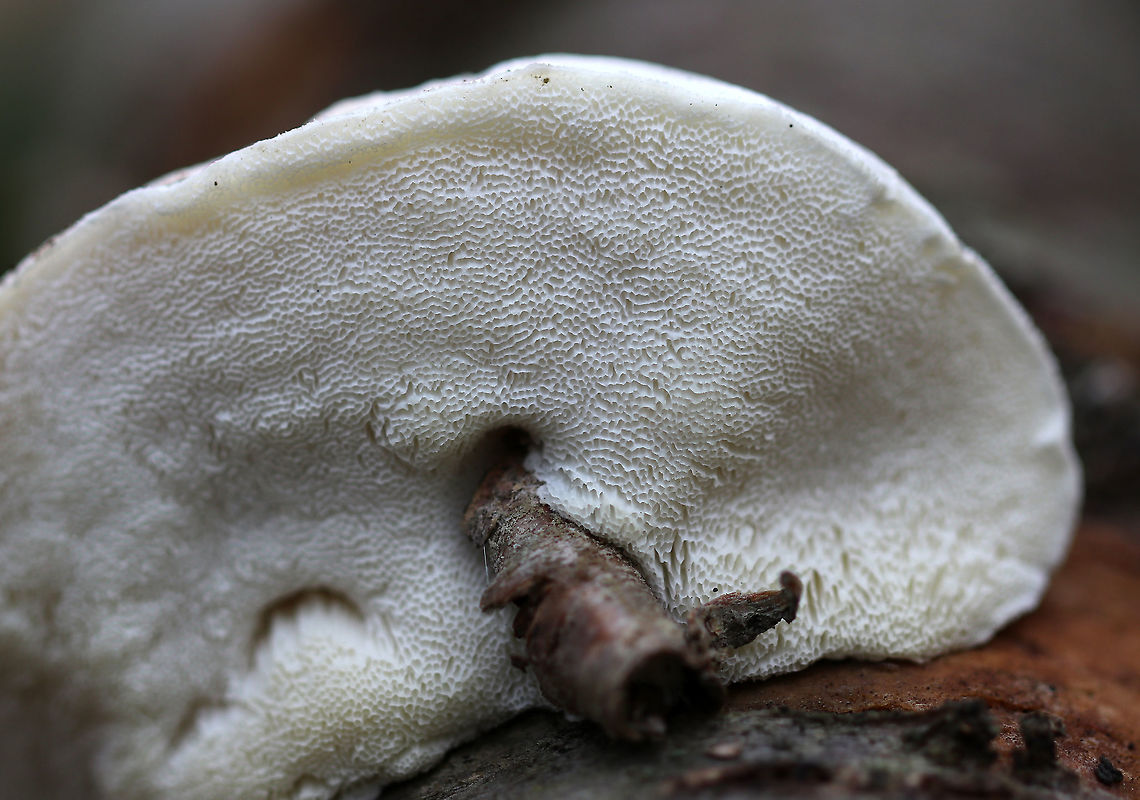 White Cheese Polypore - Tyromyces chioneus Squishy, white, kidney-shaped fruiting body. It felt like a cross between cheese and a marshmallow. No odor was detected.<br />
<br />
Habitat: Growing on a birch snag in a deciduous forest.<br />
<figure class="photo"><a href="https://www.jungledragon.com/image/68418/white_cheese_polypore_-_tyromyces_chioneus.html" title="White Cheese Polypore - Tyromyces chioneus"><img src="https://s3.amazonaws.com/media.jungledragon.com/images/3232/68418_thumb.jpg?AWSAccessKeyId=05GMT0V3GWVNE7GGM1R2&Expires=1759968010&Signature=LiHxCkNRm0jugjSTMl6wFKCxGdQ%3D" width="200" height="164" alt="White Cheese Polypore - Tyromyces chioneus Squishy, white, kidney-shaped fruiting body. It felt like a cross between cheese and a marshmallow. No odor was detected.<br />
<br />
Habitat: Growing on a birch snag in a deciduous forest.<br />
https://www.jungledragon.com/image/68420/white_cheese_polypore_-_tyromyces_chioneus.html Fall,Geotagged,Tyromyces chioneus,United States,White cheese polypore,fungus,mushroom" /></a></figure> Fall,Geotagged,Tyromyces chioneus,United States,White cheese polypore,fungus,mushroom
