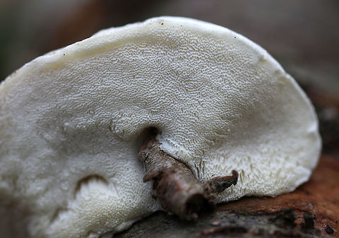 White Cheese Polypore - Tyromyces chioneus Squishy, white, kidney-shaped fruiting body. It felt like a cross between cheese and a marshmallow. No odor was detected.

Habitat: Growing on a birch snag in a deciduous forest.
https://www.jungledragon.com/image/68418/white_cheese_polypore_-_tyromyces_chioneus.html Fall,Geotagged,Tyromyces chioneus,United States,White cheese polypore,fungus,mushroom