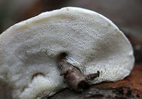 White Cheese Polypore - Tyromyces chioneus Squishy, white, kidney-shaped fruiting body. It felt like a cross between cheese and a marshmallow. No odor was detected.<br />
<br />
Habitat: Growing on a birch snag in a deciduous forest.<br />
https://www.jungledragon.com/image/68418/white_cheese_polypore_-_tyromyces_chioneus.html Fall,Geotagged,Tyromyces chioneus,United States,White cheese polypore,fungus,mushroom