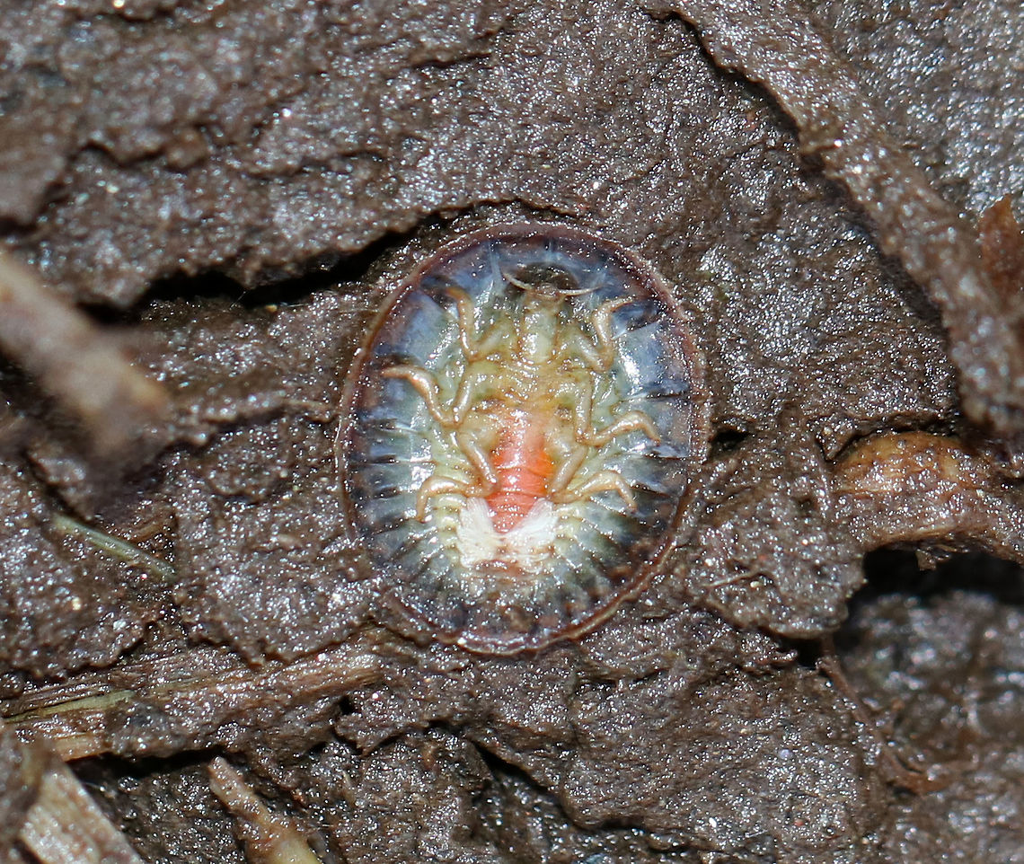 Water Penny Beetle Larva - Psephenus herricki Flat, oval larva with a hard, brown dorsal surface.  It has abdominal gills on the ventral surface.<br />
<br />
Habitat: Spotted under a log in a river floodplain.<br />
<figure class="photo"><a href="https://www.jungledragon.com/image/68425/water_penny_beetle_larva_-_psephenus_herricki.html" title="Water Penny Beetle Larva - Psephenus herricki"><img src="https://s3.amazonaws.com/media.jungledragon.com/images/3232/68425_thumb.jpg?AWSAccessKeyId=05GMT0V3GWVNE7GGM1R2&Expires=1769040010&Signature=cmqR1gtQD%2F2reWi936VSXECpHoM%3D" width="200" height="158" alt="Water Penny Beetle Larva - Psephenus herricki Flat, oval larva with a hard, brown dorsal surface. It has abdominal gills on the ventral surface.<br />
<br />
Habitat: Spotted under a log in a river floodplain.<br />
https://www.jungledragon.com/image/68422/water_penny_beetle_larva_-_psephenus_herricki.html Fall,Geotagged,Psephenus herricki,United States,Water Penny Beetle Larva,herricki,water penny" /></a></figure> Fall,Geotagged,Psephenus,Psephenus herricki,United States,herricki,water penny,water penny beetle larva