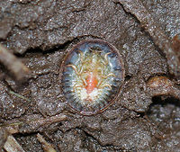 Water Penny Beetle Larva - Psephenus herricki Flat, oval larva with a hard, brown dorsal surface.  It has abdominal gills on the ventral surface.<br />
<br />
Habitat: Spotted under a log in a river floodplain.<br />
https://www.jungledragon.com/image/68425/water_penny_beetle_larva_-_psephenus_herricki.html Fall,Geotagged,Psephenus,Psephenus herricki,United States,herricki,water penny,water penny beetle larva