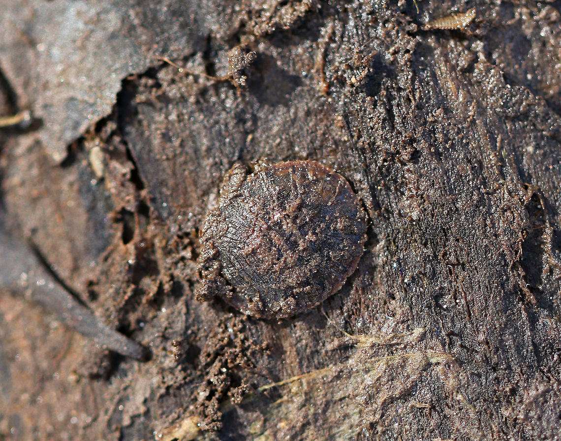 Water Penny Beetle Larva - Psephenus herricki Flat, oval larva with a hard, brown dorsal surface. It has abdominal gills on the ventral surface.<br />
<br />
Habitat: Spotted under a log in a river floodplain.<br />
<figure class="photo"><a href="https://www.jungledragon.com/image/68422/water_penny_beetle_larva_-_psephenus_herricki.html" title="Water Penny Beetle Larva - Psephenus herricki"><img src="https://s3.amazonaws.com/media.jungledragon.com/images/3232/68422_thumb.jpg?AWSAccessKeyId=05GMT0V3GWVNE7GGM1R2&Expires=1769040010&Signature=f0feiA5BrTL4zAFsSaM48qg%2FCag%3D" width="200" height="170" alt="Water Penny Beetle Larva - Psephenus herricki Flat, oval larva with a hard, brown dorsal surface.  It has abdominal gills on the ventral surface.<br />
<br />
Habitat: Spotted under a log in a river floodplain.<br />
https://www.jungledragon.com/image/68425/water_penny_beetle_larva_-_psephenus_herricki.html Fall,Geotagged,Psephenus,Psephenus herricki,United States,herricki,water penny,water penny beetle larva" /></a></figure> Fall,Geotagged,Psephenus herricki,United States,Water Penny Beetle Larva,herricki,water penny