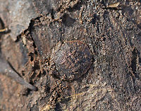 Water Penny Beetle Larva - Psephenus herricki Flat, oval larva with a hard, brown dorsal surface. It has abdominal gills on the ventral surface.<br />
<br />
Habitat: Spotted under a log in a river floodplain.<br />
https://www.jungledragon.com/image/68422/water_penny_beetle_larva_-_psephenus_herricki.html Fall,Geotagged,Psephenus herricki,United States,Water Penny Beetle Larva,herricki,water penny