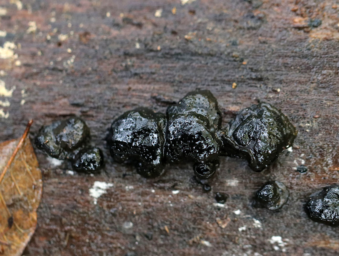 Dog's Nose Fungus -  Camarops petersii The fruiting bodies were black, wet, and had little dots on them. Sizes ranged from ~ 2-6 cm.<br />
<br />
Habitat: Growing on rotting, decorticated wood in a mixed forest. Camarops,Camarops petersii,Fall,Geotagged,United States,dog's nose fungus,fungus