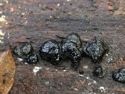 Dog's Nose Fungus -  Camarops petersii The fruiting bodies were black, wet, and had little dots on them. Sizes ranged from ~ 2-6 cm.

Habitat: Growing on rotting, decorticated wood in a mixed forest. Camarops,Camarops petersii,Fall,Geotagged,United States,dog's nose fungus,fungus